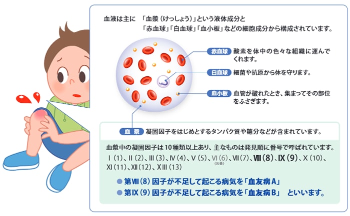 血液の主な成分と血友病